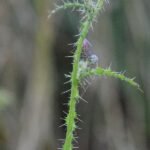 Cirse des marais_428