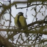 Mésange charbonnière_433