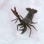 Ecrevisse américaine_577