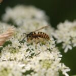 Guêpe germanique_576