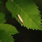 Crambus des chaumes_593