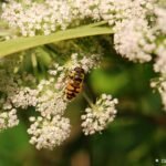 Eristale des fleurs_595