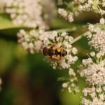 Eristale horticole_596