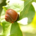 Escargot des bois_602