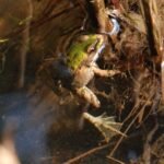 Grenouille rieuse_601