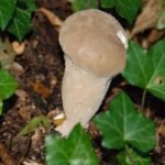 Lycoperdon en forme de vase_606