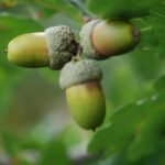 Chêne pédonculé_609