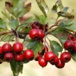 Aubépine monogyne_613