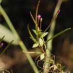 Epilobe hirsute_614