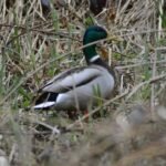 Canard colvert_443