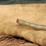 Phalène du bouleau_617