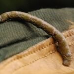 Phalène du bouleau_618