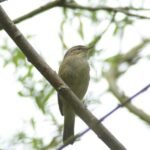 Pouillot véloce_451