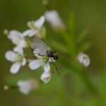 Mouche de la Saint Marc_457