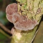 Oreille de Judas_645