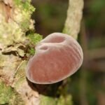 Oreille de Judas_646