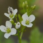 Mouche de la Saint Marc_458