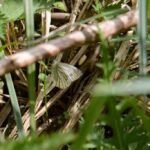 Piéride du navet_454