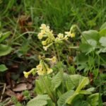 Primevère élevée_670