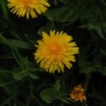 Pissenlit (Taraxacum vulgaria)_680