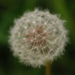 Pissenlit (Taraxacum vulgaria)_681
