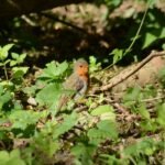 Rougegorge familier_515