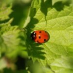 Coccinelle à sept points_689