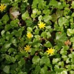 Ficaire fausse renoncule_690