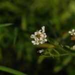 Moutarde blanche_692