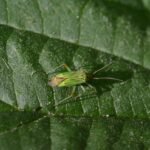 Mermitelocerus schmidtii_516