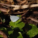 Azuré des nerpruns_693