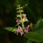 Epiaire des bois_520