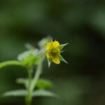 Benoîte commune_524