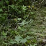 Benoîte commune_525