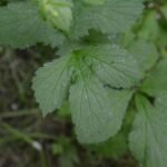 Benoîte commune_526