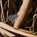 Azuré des nerpruns_695