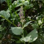 Epiaire des bois_521