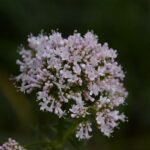 Valériane officinale_511