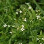 Moutarde blanche_707