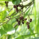 Aulne glutineux_529