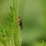 Mouche stercoraire_718