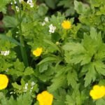 Bouton d&rsquo;or_714