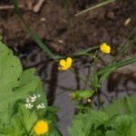 Bouton d&rsquo;or_715