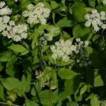 Herbe aux goutteux_532