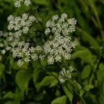 Herbe aux goutteux_533