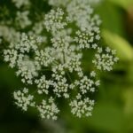 Herbe aux goutteux_534