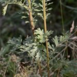 Séneçon jacobée_551