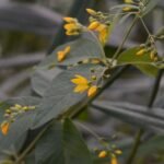 Lysimaque pontuée_555