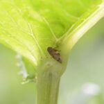 Cercope de l&rsquo;aulne_562