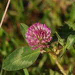 Trèfle des prés_725